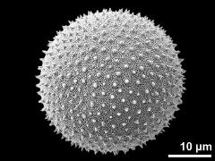 hydrated pollen grain