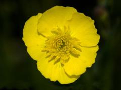 flower of Ranunculus gramineus