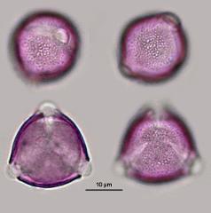 hydrated pollen
