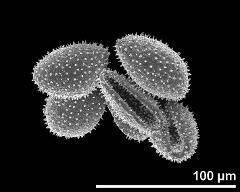 dry pollen grains