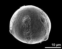 hydrated pollen grain