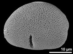 acetolyzed pollen,oblique view