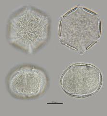 hydrated pollen