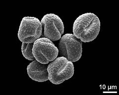 dry pollen grains