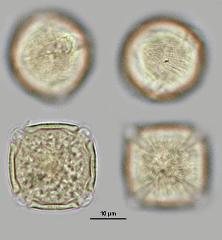hydrated pollen