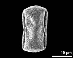 dry pollen grain in equatorial view