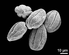 dry pollen grains