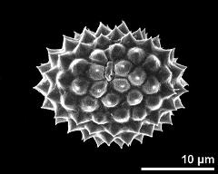 hydrated pollen, equatorial view