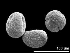 dry pollen grains