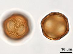 acetolyzed pollen