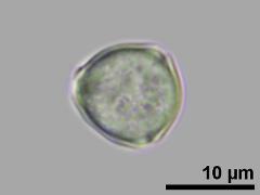 polar view,hydrated pollen