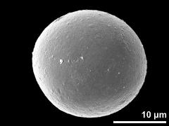 hydrated pollen grain