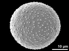 hydrated pollen grain