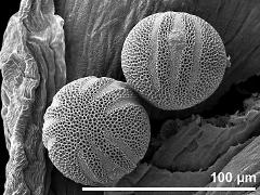 hydrated pollen grains