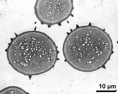 pollen grains in cross section