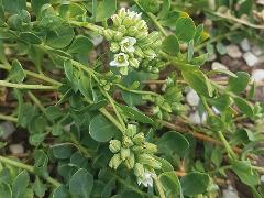 habitus,inflorescence(s)