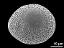 hydrated pollen grain