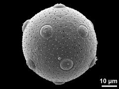 hydrated pollen