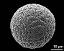 hydrated pollen grain