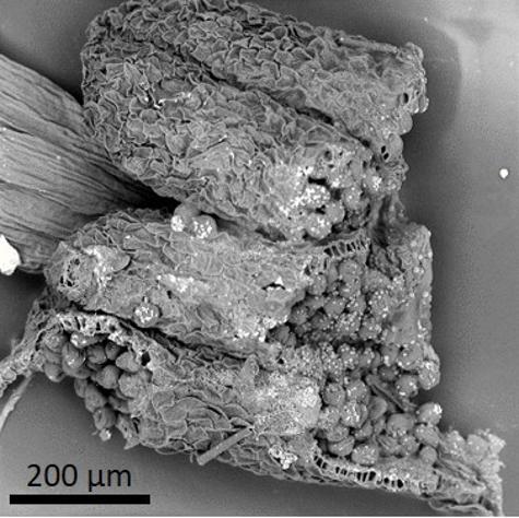 dry pollen inside anther
