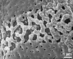 exine surface in equatorial area