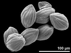 dry pollen grains