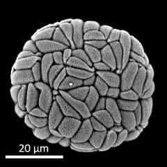 dry polyad