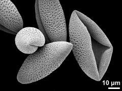 dry pollen grains