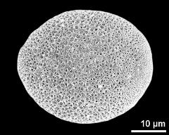 polar proximal view