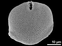 acetolyzed pollen,oblique view