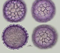 hydrated pollen