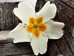 detail of flower(s),brevistylous