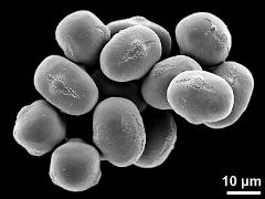 hydrated pollen grains