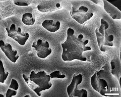 exine surface of hydrated tetrad