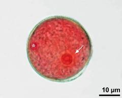 pollen grain with vegetative nucleus (asterisk) and generative cell (arrow)