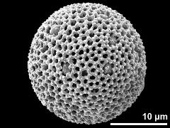 hydrated pollen grain