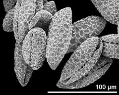 dry pollen grains