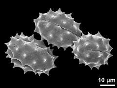 dry pollen grains