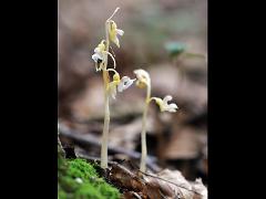 aspect of Epipogium aphyllum