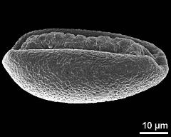 dry pollen grain