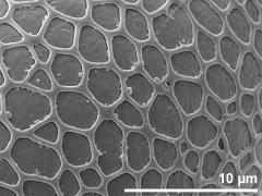 exine surface