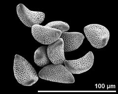 dry pollen grains