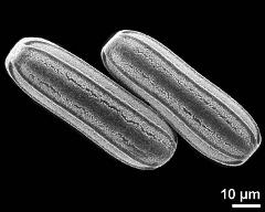 hydrated pollen grains