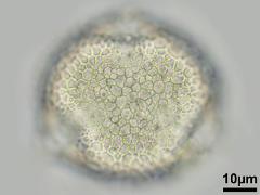 hydrated pollen,polar view