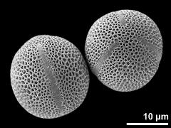 hydrated pollen grains