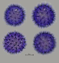 hydrated pollen