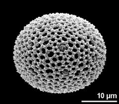 hydrated pollen grain