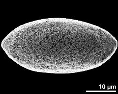 dry pollen grain in polar view (proximal)