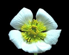 flower of Ranunculus glacialis