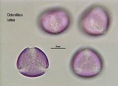 hydrated pollen